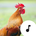 Rooster Sounds