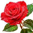 Roses Stickers for WhatsApp