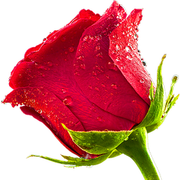 Roses Stickers for WhatsApp