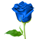 Roses Stickers - WAStickerApps