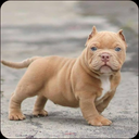 Pitbull Dog Wallpaper