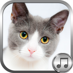 Cat Ringtone Sounds