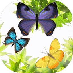 Butterfly and Blossom live wallpaper