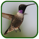 Birds Images App