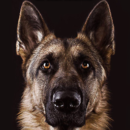 German Shepherd Wallpaper