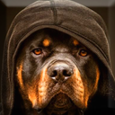 Rottweiler Wallpaper