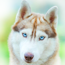 Siberian Husky Wallpaper