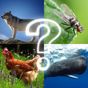 ZOO sounds quiz