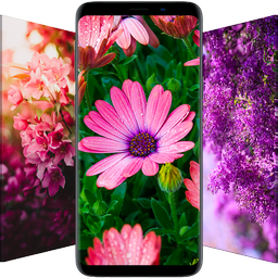 Flower Wallpapers - Flowrify