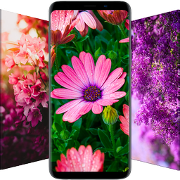 Flower Wallpapers - Flowrify