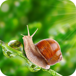 Snail Wallpaper