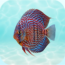 Aquarium Fish Identifier