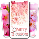 Cherry Blossom Wallpaper