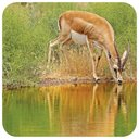 Deer breeding and deer