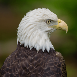 Bald Eagle Sounds