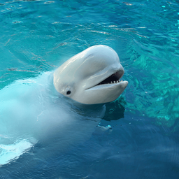 Beluga Whale Sounds