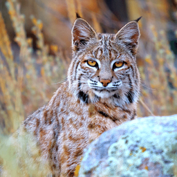 Bobcat Sounds