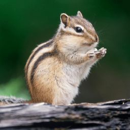 Chipmunk Sounds