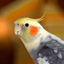 Cockatiel Sounds