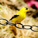 Goldfinch Sounds