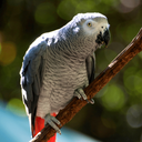 African Grey Parrot Sounds