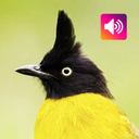 Black-crested bulbul Bird