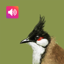 Bulbul Bird: Sounds, Ringtones