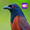 Coucal Bird: Sound & Ringtones