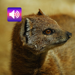 Mongoose Sound & Ringtones