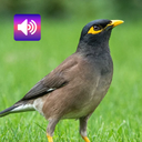Myna Bird: Sounds & Ringtones