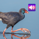 Purple Swamphen: Sounds
