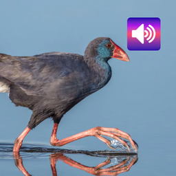 Purple Swamphen: Sounds