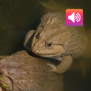 Thai Frog: Sounds & Ringtones