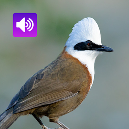 Laughingthrushes Bird Sounds