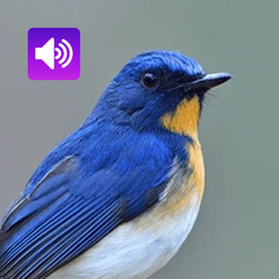 Bird Sounds: Ringtone,Alarm