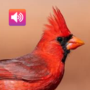 Cardinal Bird: Sound,Ringtones