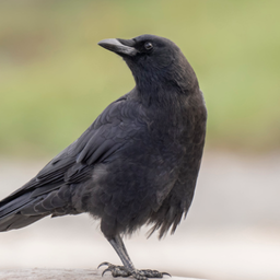 Crow Bird Sounds