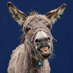 Donkey Sounds