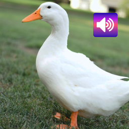 Duck: Sounds & Ringtones