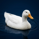 Duck Sounds