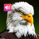 Eagle: Sounds & Ringtones