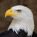 Eagle Sounds and Ringtone