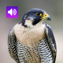 Peregrine Falcon: Sounds