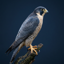 Peregrine Falcon Sounds
