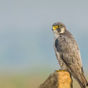 Peregrine Falcon sounds