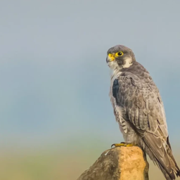 Peregrine Falcon sounds