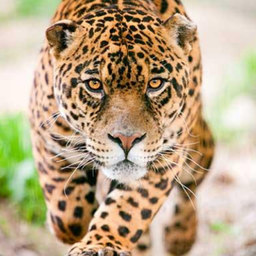 Jaguar Sounds