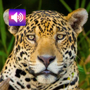 Jaguar: Sounds & Ringtones