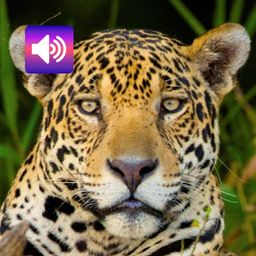 Jaguar: Sounds & Ringtones