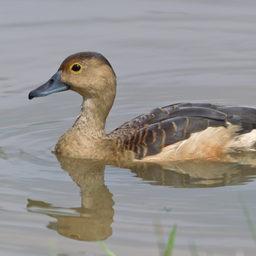 Anatidae Sound